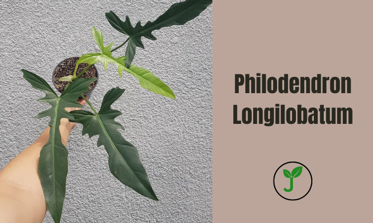 Philodendron Longilobatum