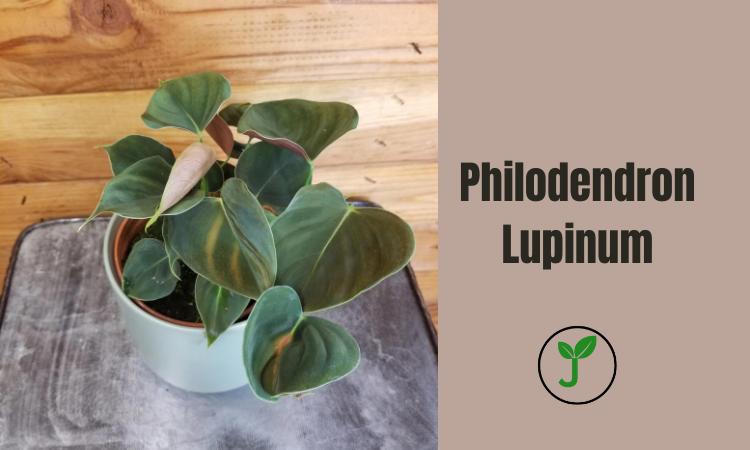 Philodendron Lupinum