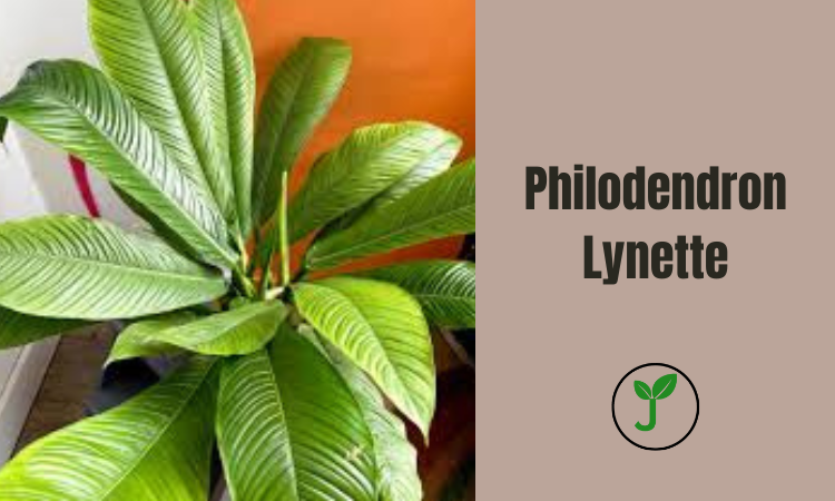 Philodendron Lynette