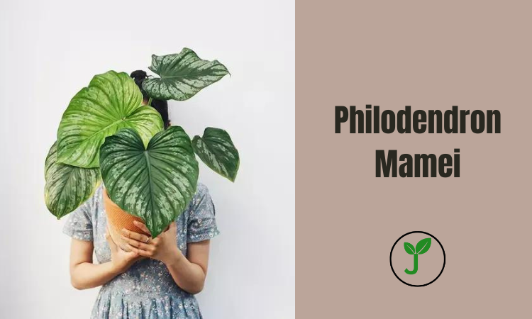 Philodendron Mamei