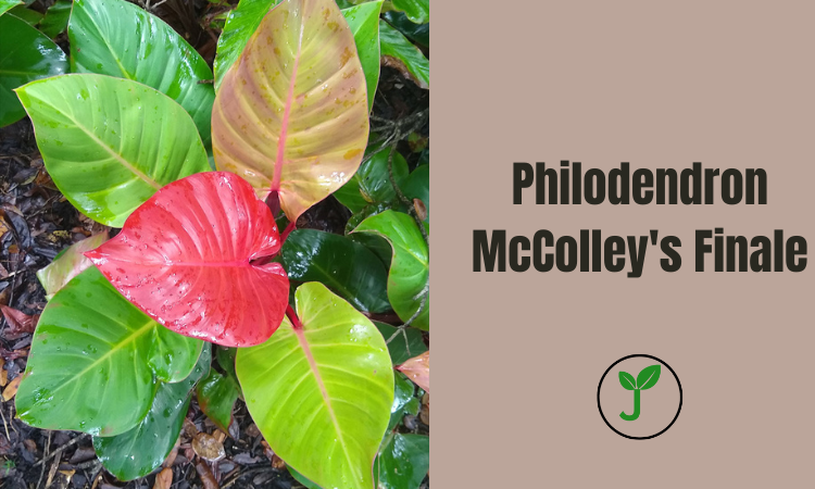 Philodendron McColley's Finale