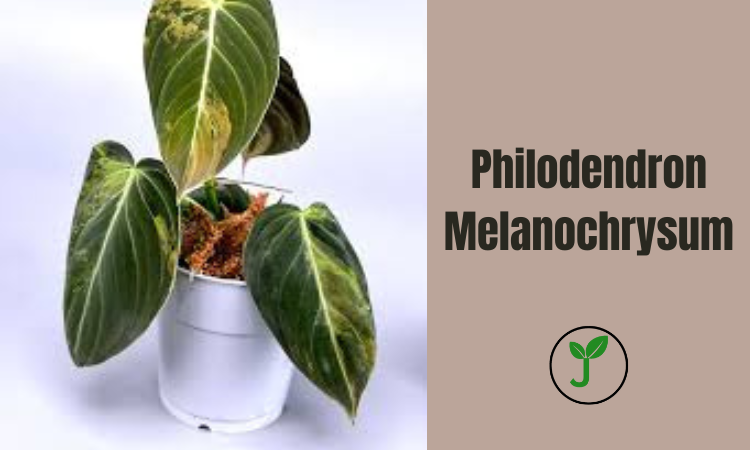 Philodendron Melanochrysum