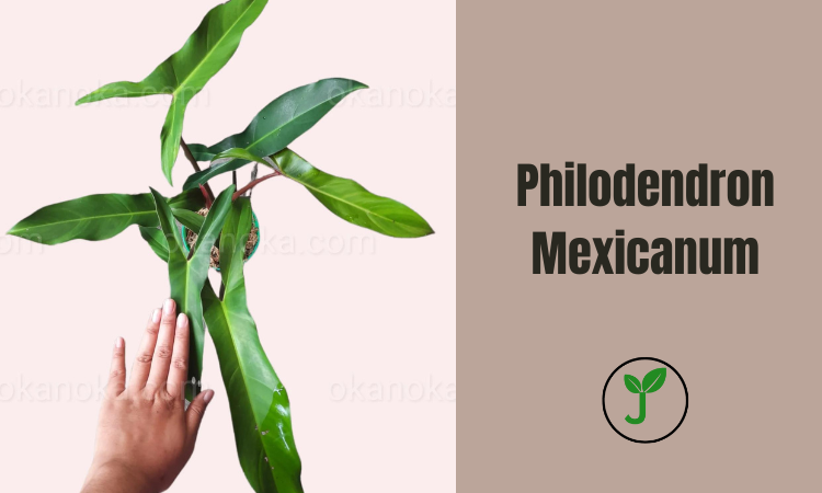 Philodendron Mexicanum