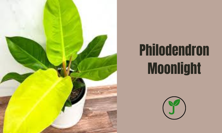 Philodendron Moonlight