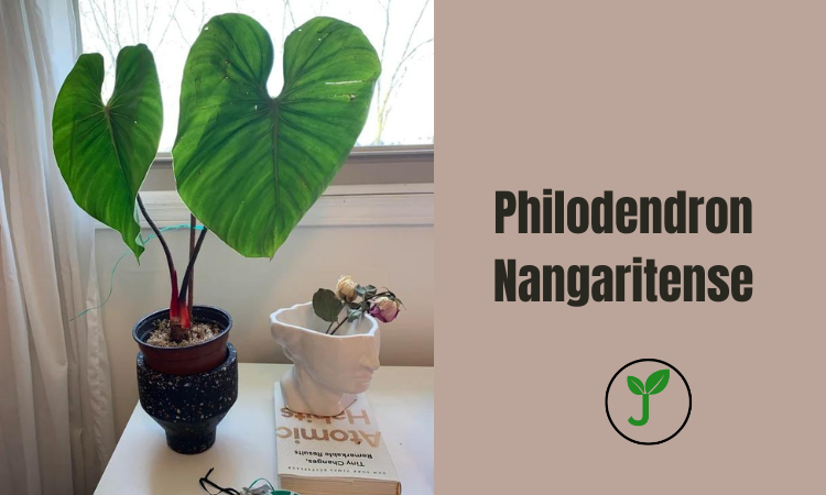 Philodendron Nangaritense