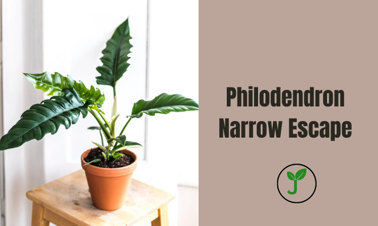 Philodendron Narrow Escape