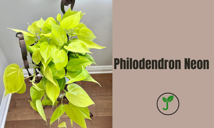 Philodendron Neon