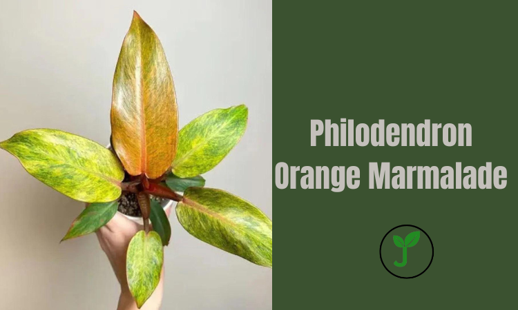 Philodendron Orange Marmalade