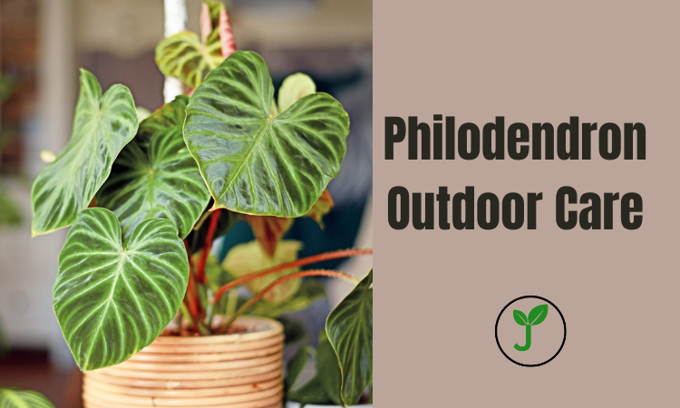 Philodendron Outdoor Care