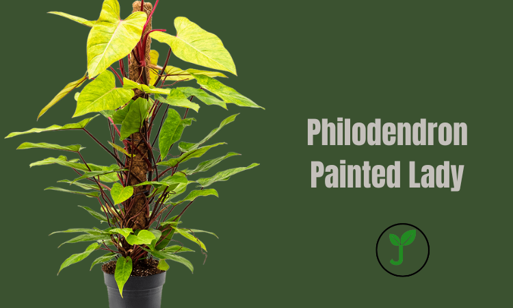 Philodendron Painted Lady