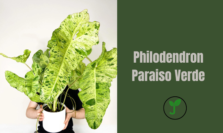 Philodendron Paraiso Verde