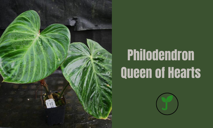 Philodendron Queen of Hearts