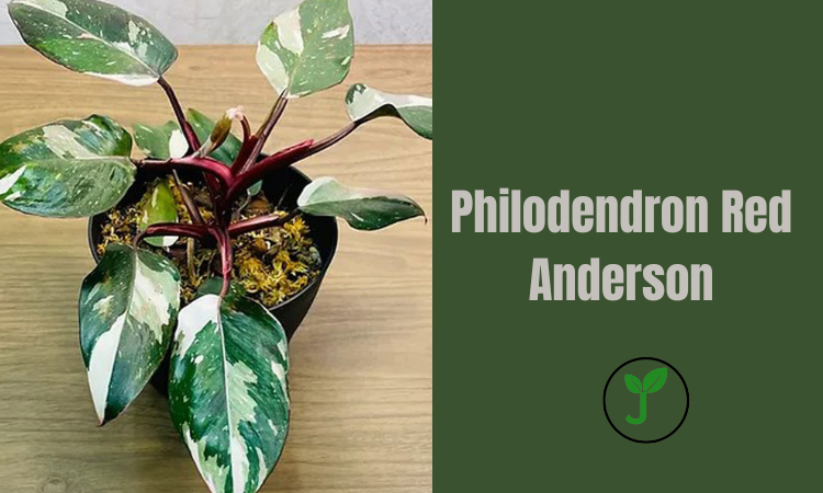 Philodendron Red Anderson