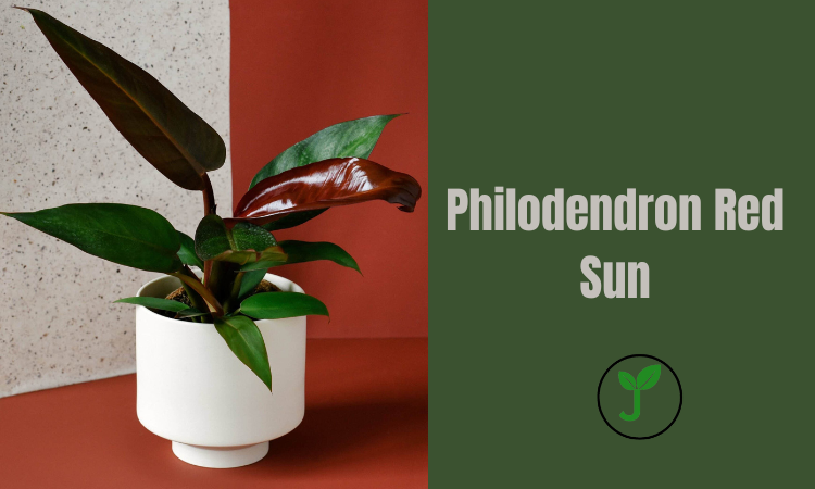 Philodendron Red Sun