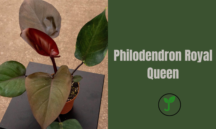 Philodendron Royal Queen