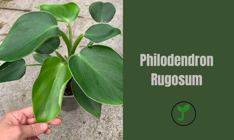 Philodendron Rugosum