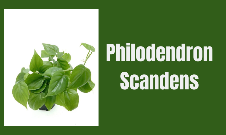 Philodendron Scandens