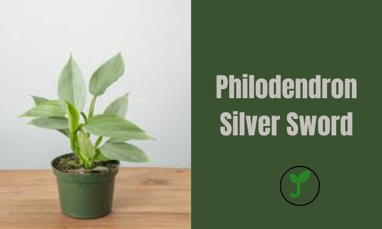 Philodendron Silver Sword