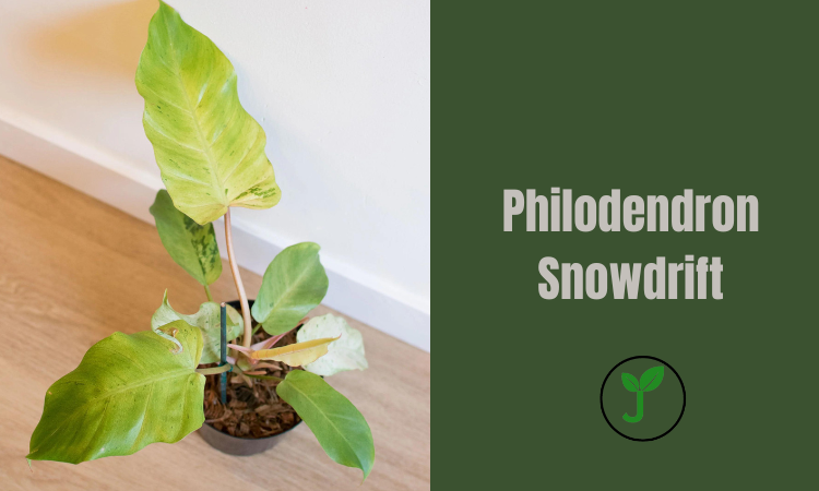 Philodendron Snowdrift