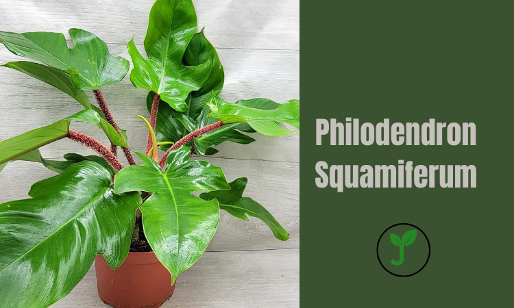 Philodendron Squamiferum