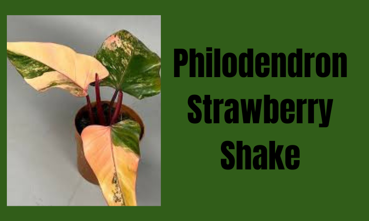 Philodendron Strawberry Shake