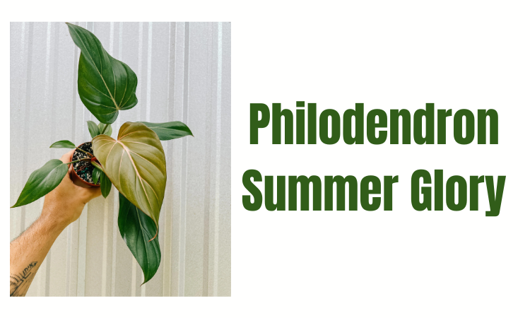 Philodendron Summer Glory