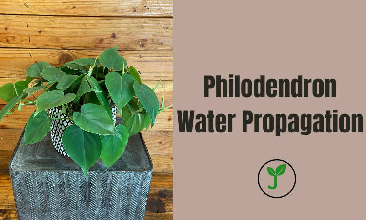 Philodendron Water Propagation