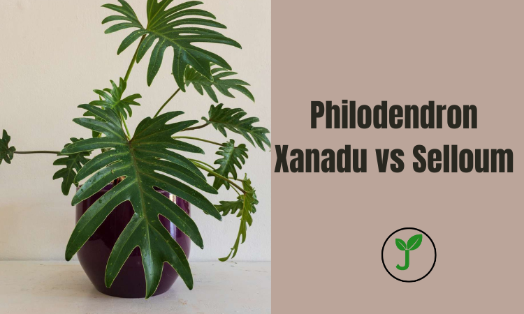 Philodendron Xanadu vs Selloum