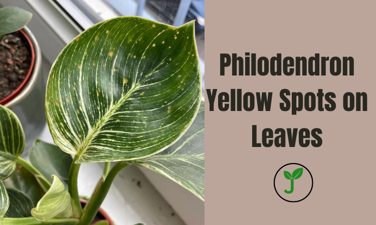 Philodendron Yellow Spots on Leaves