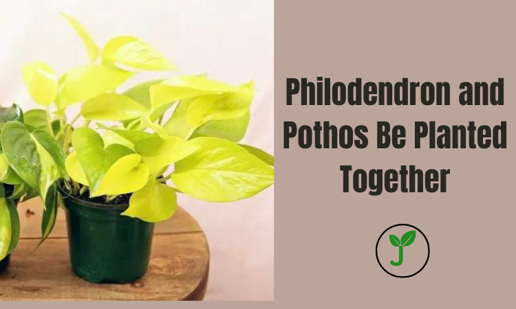 Philodendron and Pothos Be Planted Together