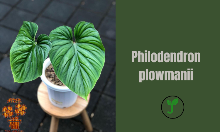 Philodendron plowmanii