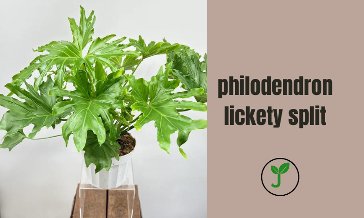 philodendron lickety split