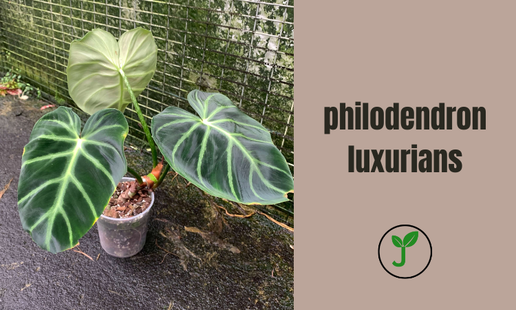 philodendron luxurians