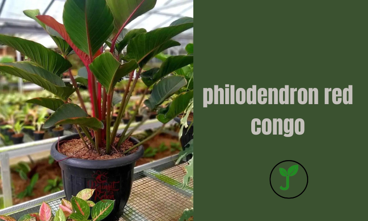 philodendron red congo