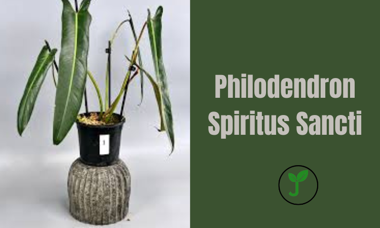 philodendron spiritus sancti