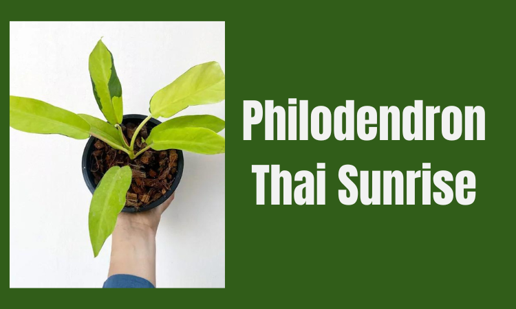 Philodendron Thai Sunrise