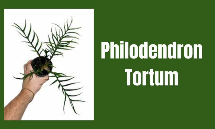 Philodendron Tortum