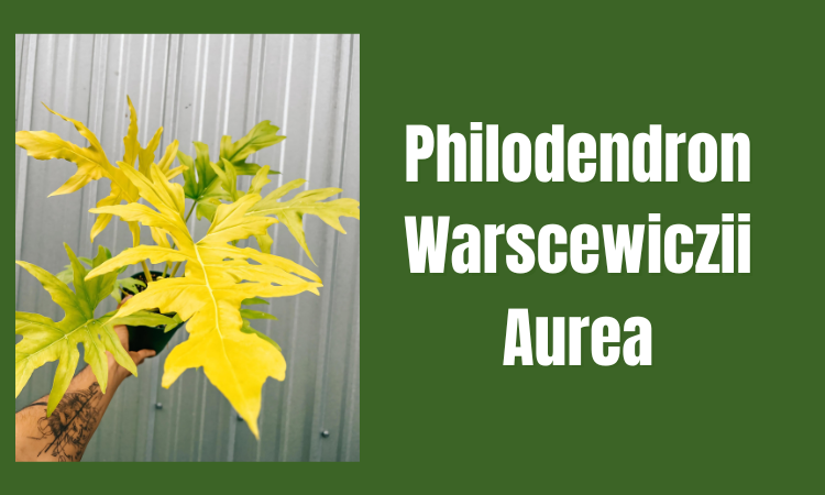 Philodendron Warscewiczii Aurea