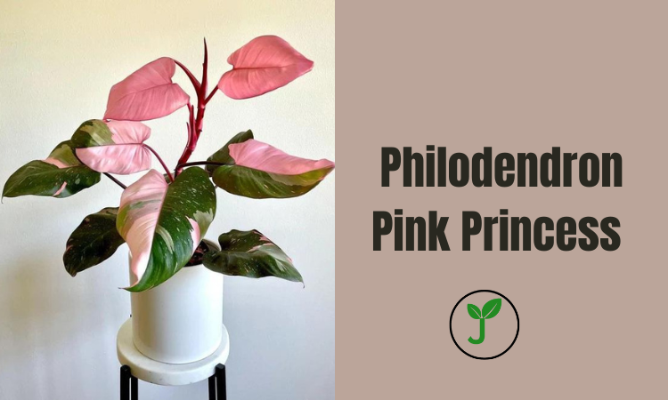 Philodendron Pink Princess