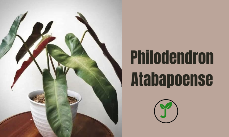 Philodendron Atabapoense