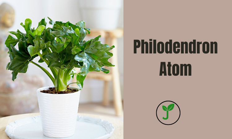 Philodendron Atom