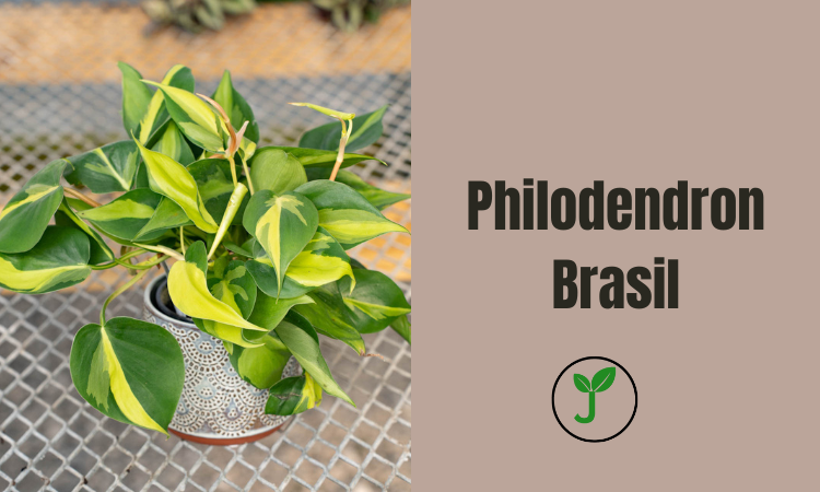 Philodendron Brasil