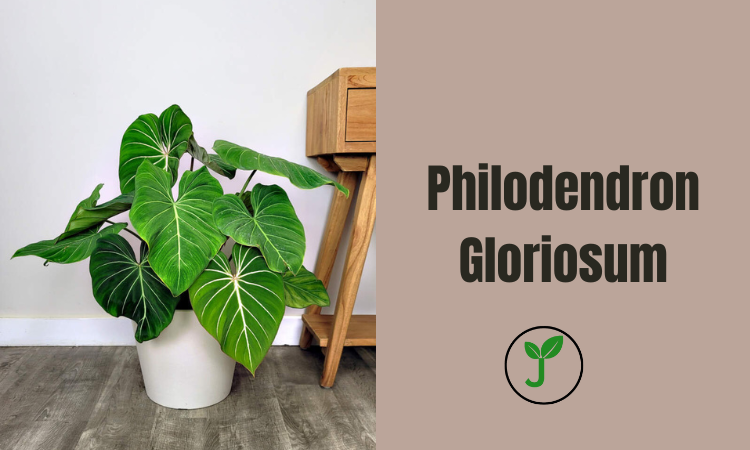 Philodendron Gloriosum