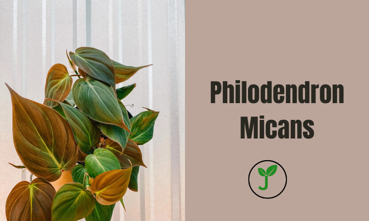 Philodendron Micans