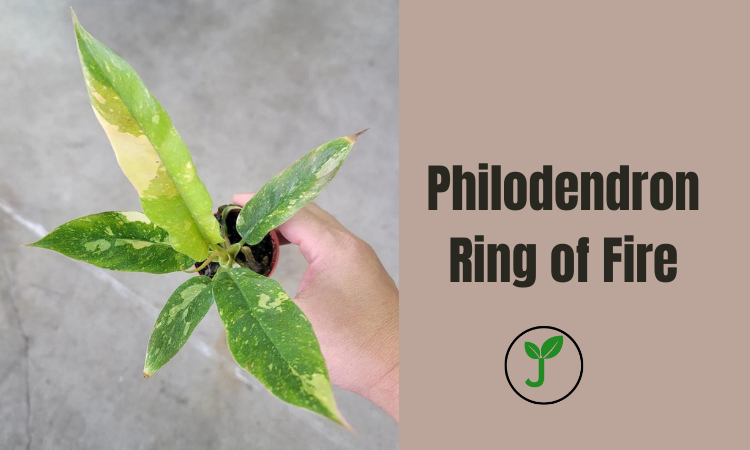 Philodendron Ring of Fire