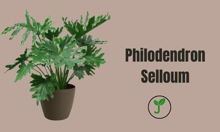 Philodendron Selloum