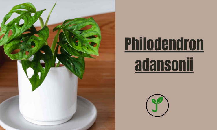 Philodendron adansonii