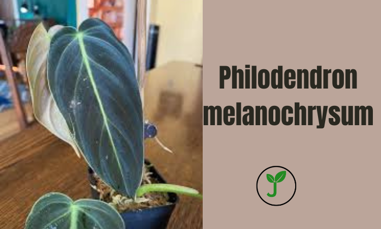 Philodendron melanochrysum