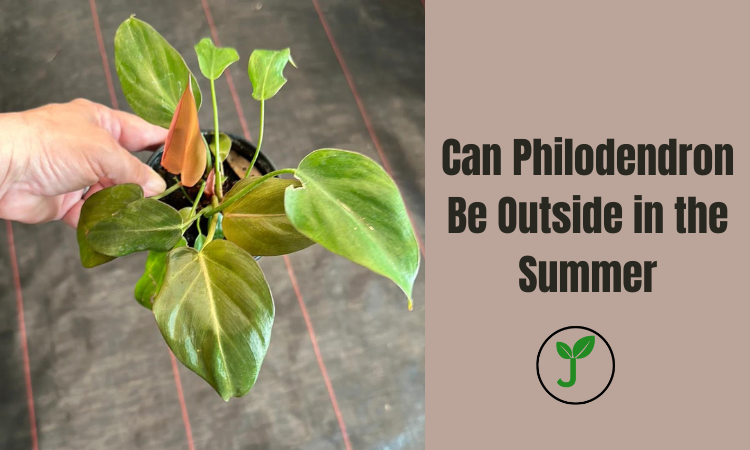 Can Philodendron Be Outside in the Summer