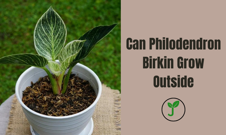 Can Philodendron Birkin Grow Outside